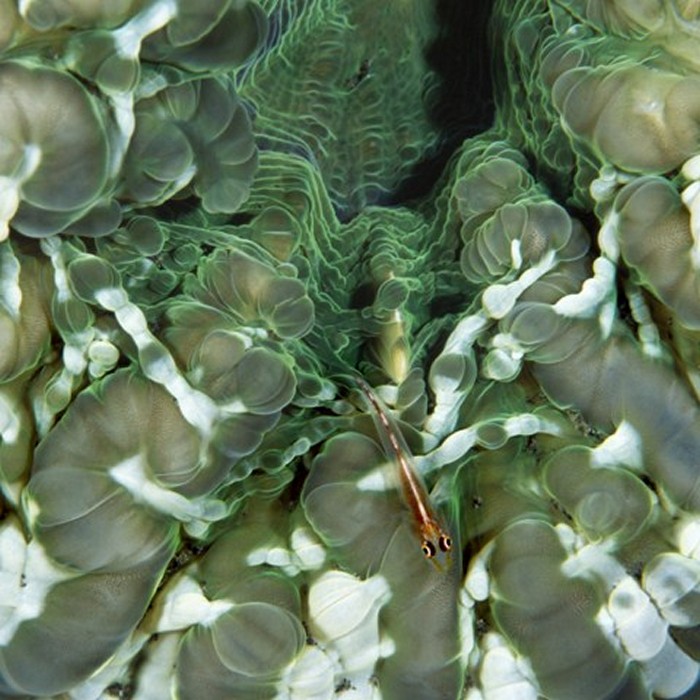 Coralhimorph met grondeltje